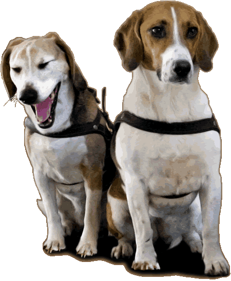 2_Beagles